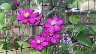 Clematis Ville de Lyon June 2024 [upl. by Bliss]