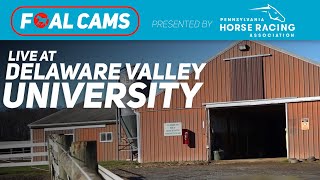 Delaware Valley University LIVE Foal Cams [upl. by Nemad]