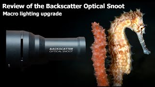 Backscatter Snoot System Review  Underwater Photography [upl. by Prentiss]