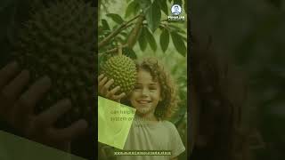 Amazing Health Benefits Soursop graviola Fruit [upl. by Hale]