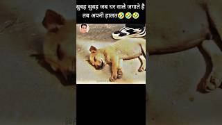 Daily Life part 8 🤣🤣 animals funny moments funny dog shorts dub voicedub [upl. by Aliled]