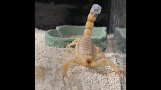 Fat tail scorpion feeding  Androctonus Australis [upl. by Waldman]