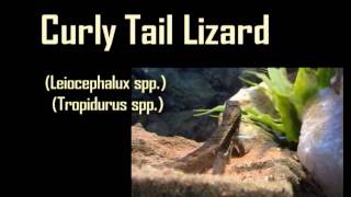 Curly Tail Lizard and Mali Uromastyx Video Care Sheet [upl. by Ahsinelg]