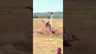 Lion fails to attack giraffe  lion lionattack giraffe animals animalsattack wildlife [upl. by Asilegna]