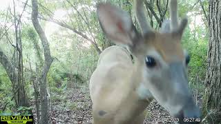 Maurepas Swamp WMA Trail Cam Videos JulyAug [upl. by Chae]