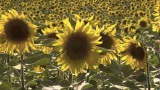 Lisa Anita Baker quotLittle Sunflowerquot [upl. by Lorac]