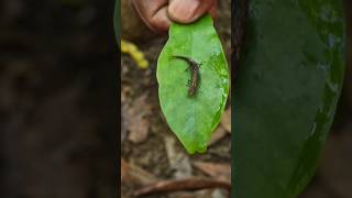 Smallest chameleon in the world Nosy Be Island [upl. by Enaira]