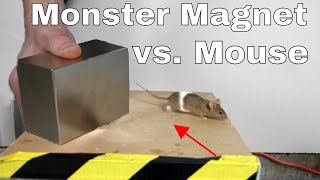 What Does a Giant Monster Neodymium Magnet do to a Mouse [upl. by Herzig396]