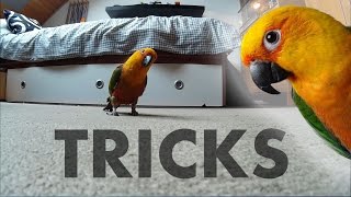 Jenday Conure Tricks [upl. by Syd]