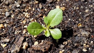 Growing California Goldenrod from Seeds Days 058 [upl. by Kcirded]