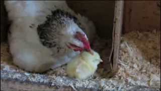 Hen Meets Baby Chick [upl. by Yellah]