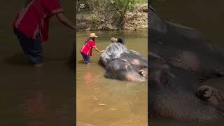 Chiang MaiThailandElephants [upl. by Dorr732]