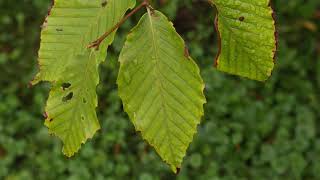 Fagus grandifolia  American Beech [upl. by Liuqa]