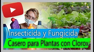 Cómo hacer Insecticida y Fungicida casero para Plantas  Usos del Clorox en el cultivo [upl. by Nitsew243]