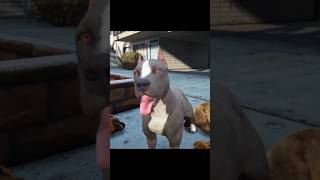 1000 abone özel gta5 pitbull pitbullvs edit gta pitbullvspitbull [upl. by Leveridge960]