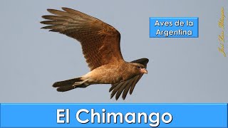 Chimango Chimango caracara Milvago chimango Aves de la Argentina [upl. by Attener]