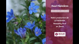 Production de LITHODORA Heavenly Blue un couvre sol étoilé [upl. by Ynaoj]