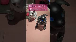 Advanced Sony Aibo Robot Dog shorts tokyo cute [upl. by Eniamert]