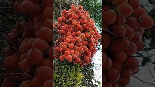 Buah palmkelapa mini palm fruit buahorganik metikbuah [upl. by Durrett]