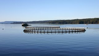 Feud errupts over endangered salmon in Tasmania [upl. by Hairim619]