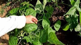 2 tricks that will double your bush amp pole bean yields [upl. by Efal]