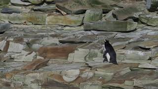 Southern Rockhopper Penguin Eudyptes chrysocome hopping the rocks towards the colony [upl. by Susejedesoj]