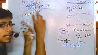 Polyadenylation of mRNA poly a tail [upl. by Naehs]