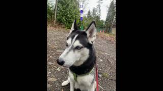 Huskies Are Too Smart youtubeshorts shorts husky [upl. by Meri]