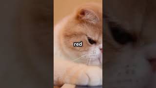 Why Do Cats Go Crazy for Laser Pointers [upl. by Sirromed]