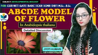 ABCDE MODEL OF FLOWER  Arabidopsis thaliana  CSIR NET  GATE  JYOTI KUMARI [upl. by Mirielle]