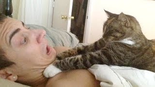 You simply CAN NOT WIN THIS TRY NOT TO LAUGH challenge  Funniest CAT videos [upl. by Laszlo815]