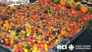 The Jean Talon Market Montreal [upl. by Dammahum730]