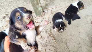 Puppy Crying  Dogs sound  Cute Puppies Sleeping sounds [upl. by Naillimxam]