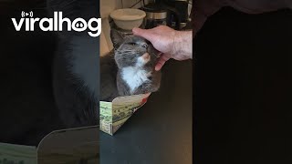 Cat Naps In Tea Bag Box  ViralHog [upl. by Scheer891]