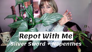 Repot With Me  Pitcher Plant  Philodendron Silver Sword with DIY moss pole [upl. by Seigel]