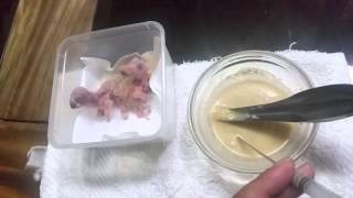 Hand Feeding 3 baby Sun Conures [upl. by Cia]