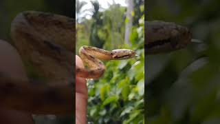 Boiga ceylonensis 🐍 nature snake [upl. by Arras]