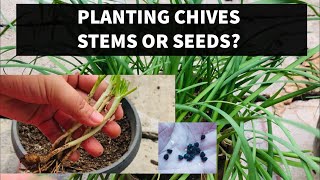 PAANO MAGTANIM NG CHIVES HOW TO PLANT CHIVES [upl. by Emirac21]