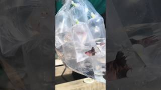 Betta fish forms betta breedingbettafish breeding telugu shorts [upl. by Acinyt167]