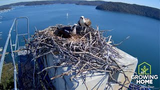 Growing Home  Osprey Nest Cam Highlights Sept 2024 [upl. by Klina]