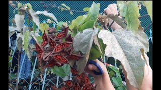 Harvesting Atsuete Annatto SEEDS itsmeNess [upl. by Aicat545]