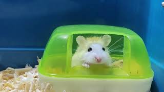 Roborovski Hamster trying their new enclosure cute [upl. by Anem]