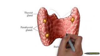 endocrine primary secondary tertiary hormone diseases [upl. by Reltuc882]