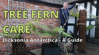 TREE FERN CARE Dicksonia Antarctica A Guide [upl. by Flannery754]