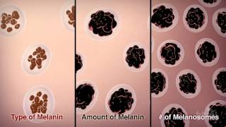 How We Get Our Skin Color  HHMI BioInteractive Video [upl. by Lew381]