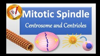 Spindle Centrosome centrioles chromosomal segregation [upl. by Khichabia786]