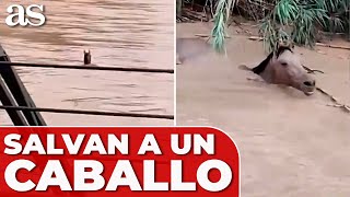 Un CABALLO ARRASTRADO por la corriente SE SALVA de la MUERTE [upl. by Ylrak184]