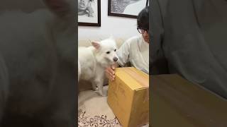 Oreo opening the mystery box 🎁 souravjoshivlogs7028 souravjoshivlogs [upl. by Willette771]