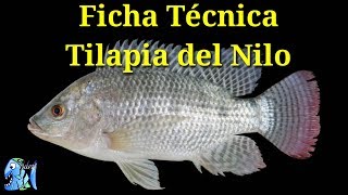 Ficha Técnica Tilapia del Nilo Oreochromis niloticus [upl. by Sabino715]