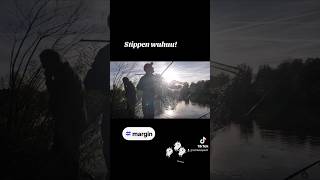 Stippen wuhuu Folge 50 gibts auf dem Kanal karpfenangeln carp carpfishing [upl. by Simon]